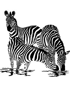 Zebra's aan waterkant sticker