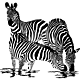 Zebra's aan waterkant sticker